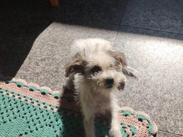 Cachorro ra a SRD-ViraLata idade 2 a 6 meses nome Pirralho