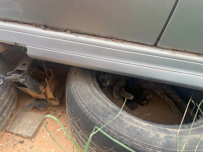 Gato ra a Persa idade 2 anos nome De rua