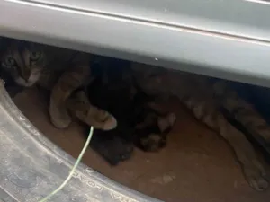 Gato raça Persa idade 2 anos nome De rua