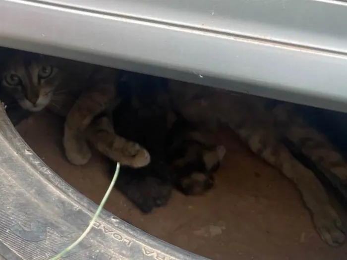 Gato ra a Persa idade 2 anos nome De rua