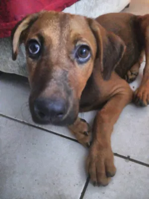 Cachorro raça SRD-ViraLata idade 2 a 6 meses nome Simba 