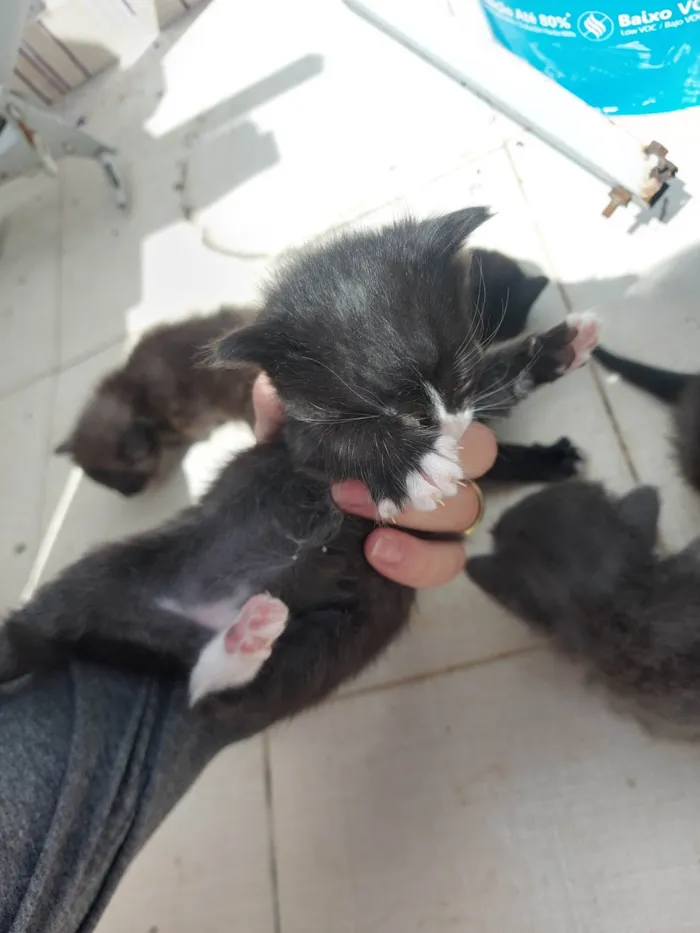 Gato ra a SRD-ViraLata idade Abaixo de 2 meses nome Emy e seus filhotes 