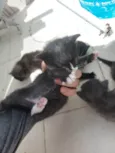 Emy e seus filhotes