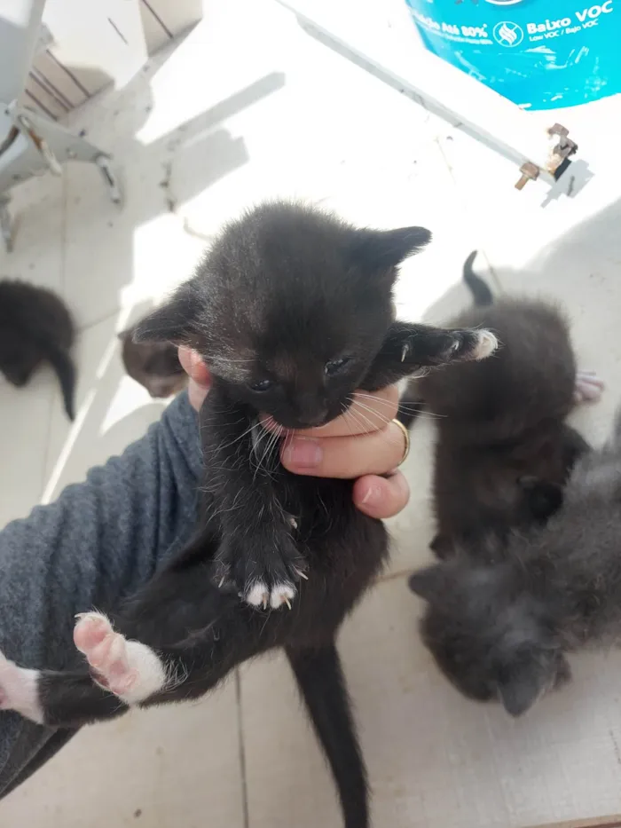 Gato ra a SRD-ViraLata idade Abaixo de 2 meses nome Emy e seus filhotes 