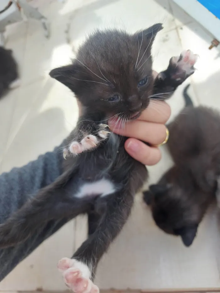 Gato ra a SRD-ViraLata idade Abaixo de 2 meses nome Emy e seus filhotes 