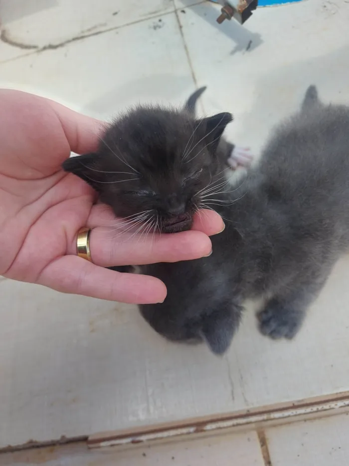 Gato ra a SRD-ViraLata idade Abaixo de 2 meses nome Emy e seus filhotes 