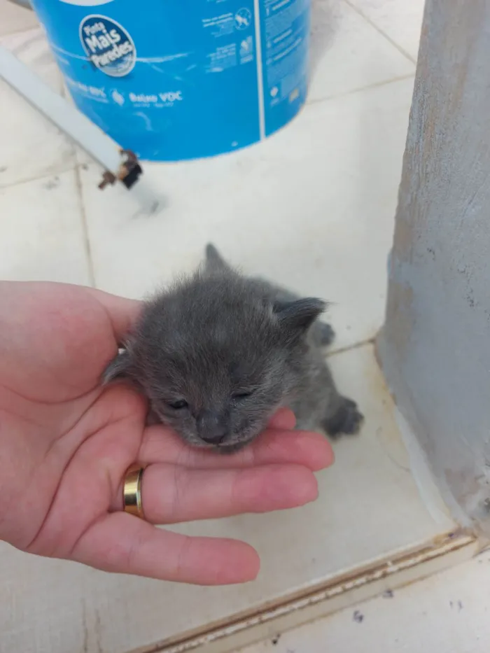 Gato ra a SRD-ViraLata idade Abaixo de 2 meses nome Emy e seus filhotes 