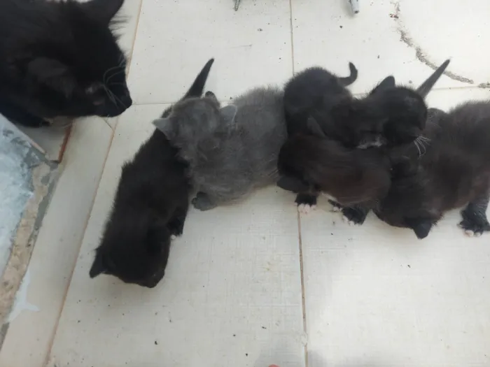 Gato ra a SRD-ViraLata idade Abaixo de 2 meses nome Emy e seus filhotes 