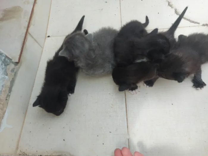 Gato ra a SRD-ViraLata idade Abaixo de 2 meses nome Emy e seus filhotes 