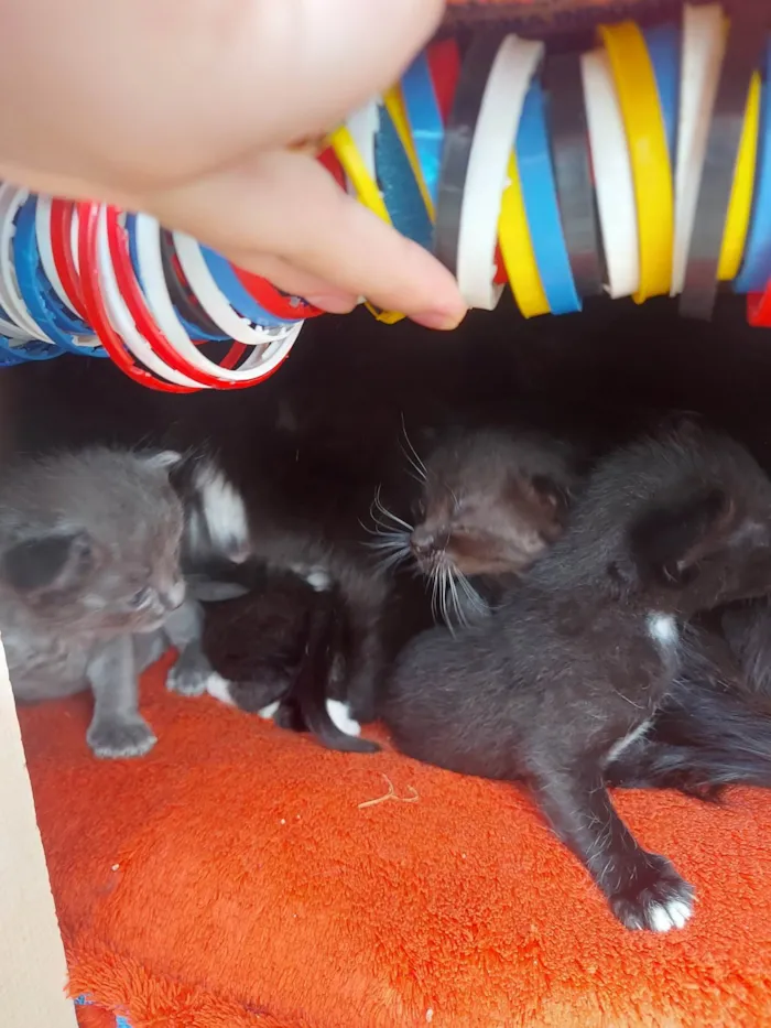Gato ra a SRD-ViraLata idade Abaixo de 2 meses nome Emy e seus filhotes 