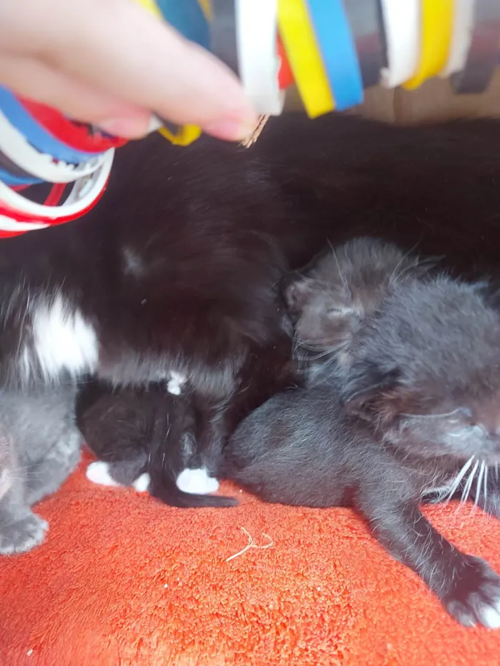 Gato ra a SRD-ViraLata idade Abaixo de 2 meses nome Emy e seus filhotes 