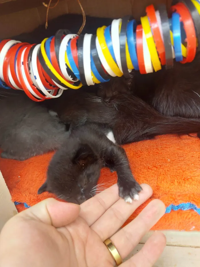 Gato ra a SRD-ViraLata idade Abaixo de 2 meses nome Emy e seus filhotes 