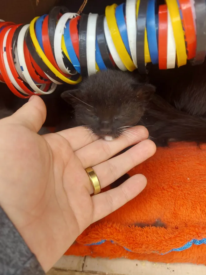Gato ra a SRD-ViraLata idade Abaixo de 2 meses nome Emy e seus filhotes 