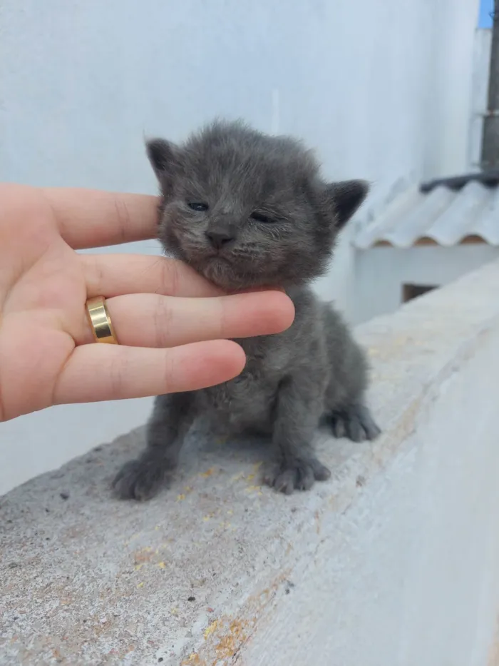 Gato ra a SRD-ViraLata idade Abaixo de 2 meses nome Emy e seus filhotes 