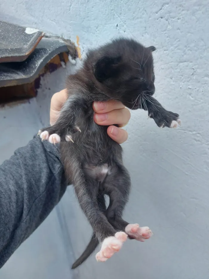 Gato ra a SRD-ViraLata idade Abaixo de 2 meses nome Emy e seus filhotes 