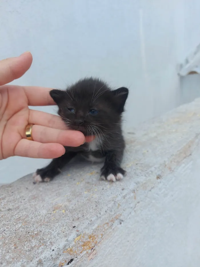 Gato ra a SRD-ViraLata idade Abaixo de 2 meses nome Emy e seus filhotes 