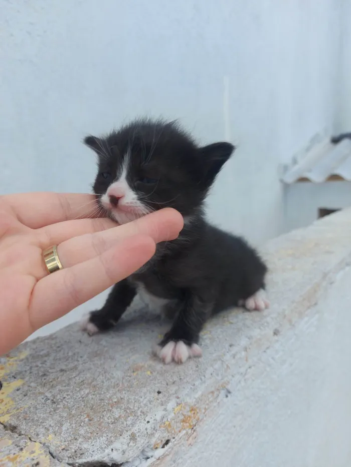 Gato ra a SRD-ViraLata idade Abaixo de 2 meses nome Emy e seus filhotes 