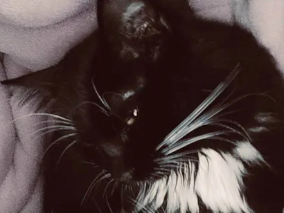 Gato raça SRD-ViraLata idade Abaixo de 2 meses nome Emy e seus filhotes 