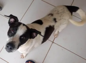 Cachorro raça SRD-ViraLata idade 2 anos nome Nome desconhecido