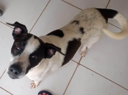 Cachorro raça SRD-ViraLata idade 2 anos nome Nome desconhecido