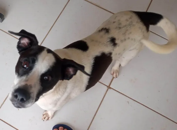 Cachorro ra a SRD-ViraLata idade 2 anos nome Nome desconhecido