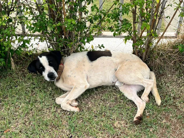 Cachorro ra a SRD-ViraLata idade 2 anos nome Nome desconhecido