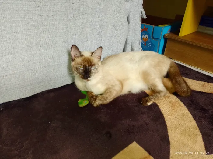 Gato ra a Siamês idade 7 a 11 meses nome SUZI