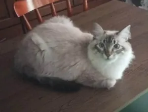 Gato raça SRD-ViraLata idade 1 ano nome Billy