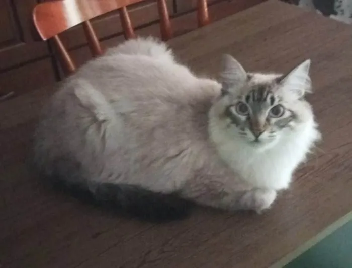Gato ra a SRD-ViraLata idade 1 ano nome Billy