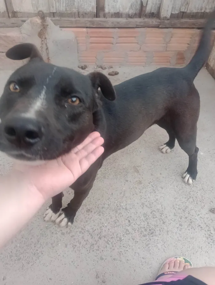 Cachorro ra a SRD-ViraLata idade 3 anos nome Hachi