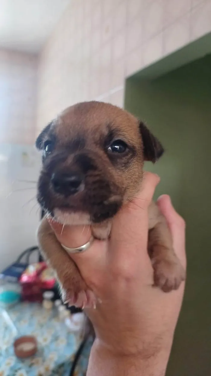 Cachorro ra a SRD-ViraLata idade Abaixo de 2 meses nome Merlim