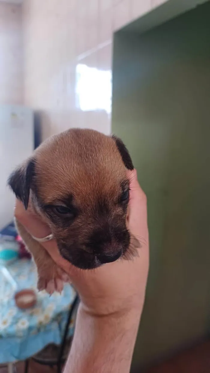 Cachorro ra a SRD-ViraLata idade Abaixo de 2 meses nome Merlim