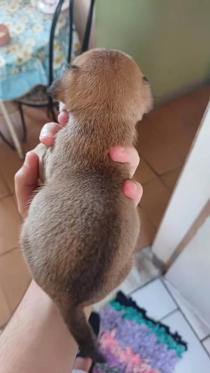 Cachorro ra a SRD-ViraLata idade Abaixo de 2 meses nome Merlim