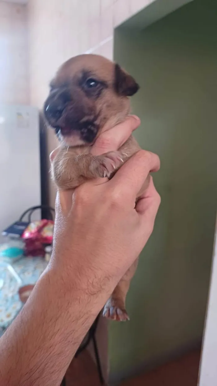 Cachorro ra a SRD-ViraLata idade Abaixo de 2 meses nome Merlim