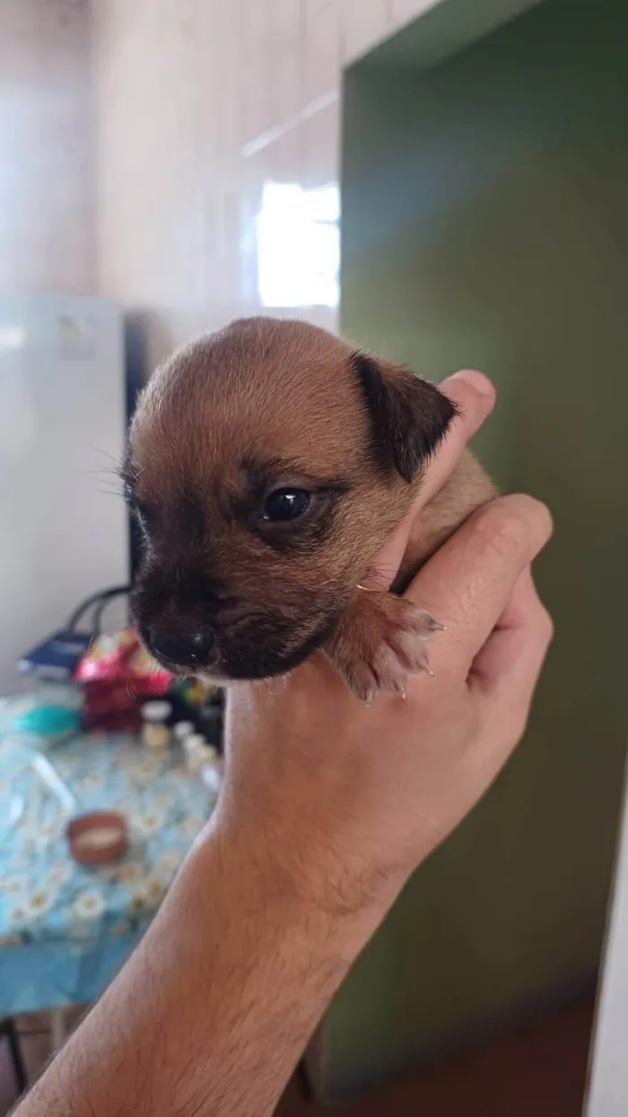 Cachorro ra a SRD-ViraLata idade Abaixo de 2 meses nome Merlim