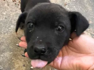 Cachorro raça SRD-ViraLata idade Abaixo de 2 meses nome Carente 