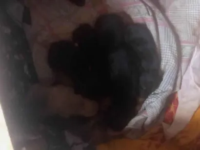 Cachorro raça SRD-ViraLata idade 3 anos nome Coloquei de preta