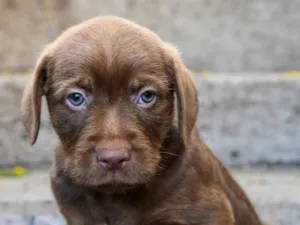 Cachorro raça SRD-ViraLata idade 2 a 6 meses nome Whisky 