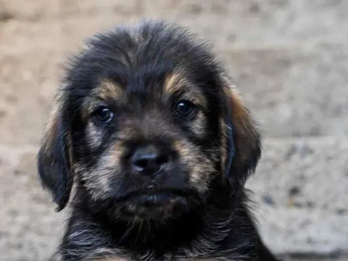 Cachorro raça SRD-ViraLata idade 2 a 6 meses nome Bourbon 