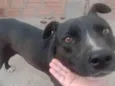 Hachi