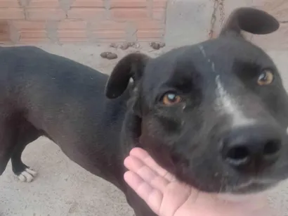 Cachorro raça SRD-ViraLata idade 3 anos nome Hachi