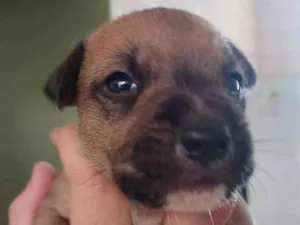 Cachorro raça SRD-ViraLata idade Abaixo de 2 meses nome Merlim