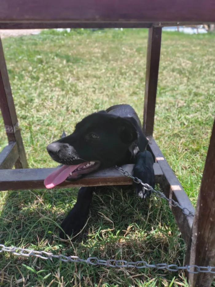 Cachorro ra a SRD-ViraLata idade 2 a 6 meses nome Milly