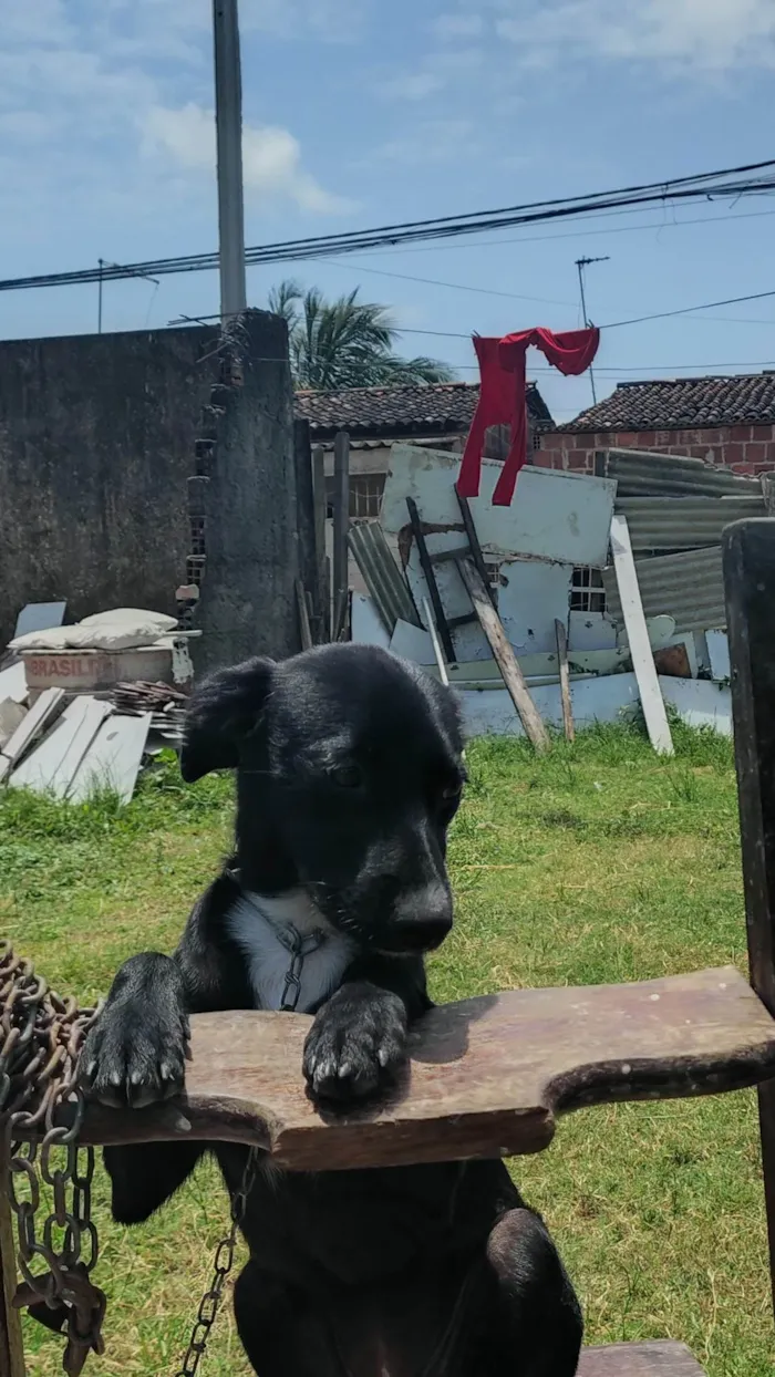 Cachorro ra a SRD-ViraLata idade 2 a 6 meses nome Milly