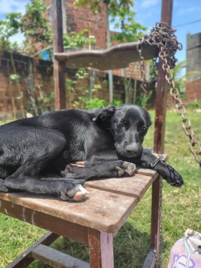Cachorro ra a SRD-ViraLata idade 2 a 6 meses nome Milly