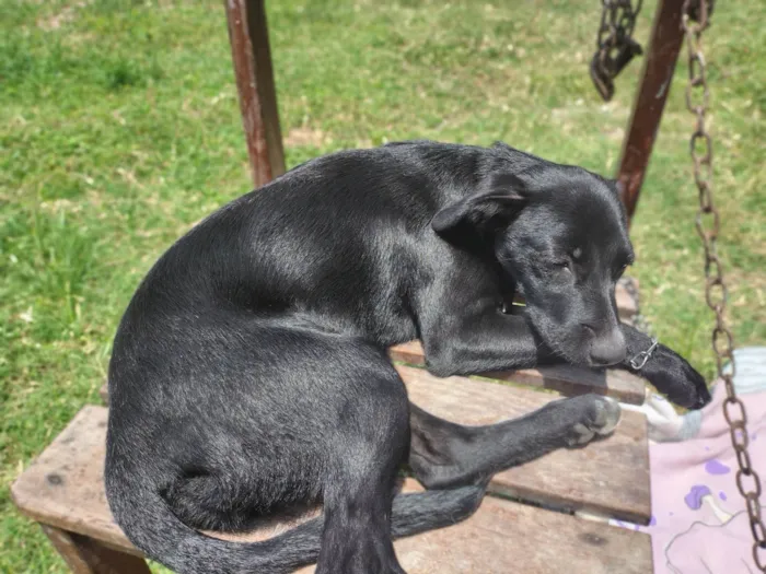 Cachorro ra a SRD-ViraLata idade 2 a 6 meses nome Milly