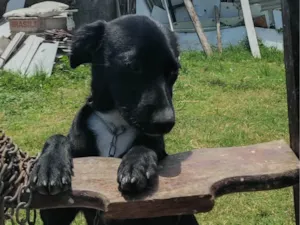 Cachorro raça SRD-ViraLata idade 2 a 6 meses nome Milly