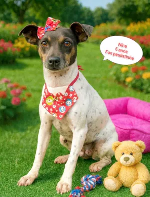 Cachorro raça Fox Terrier idade 4 anos nome Nina