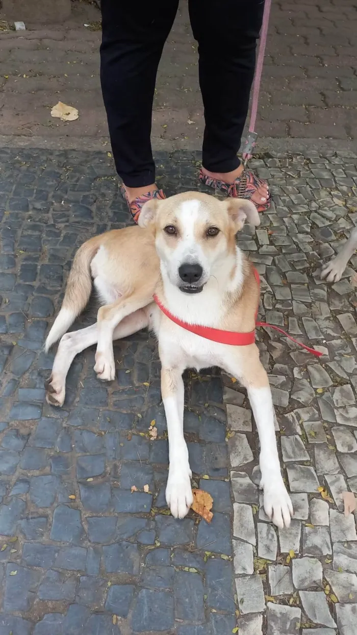 Cachorro ra a SRD-ViraLata idade 3 anos nome Tina