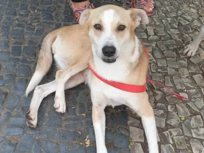 Cachorro raça SRD-ViraLata idade 3 anos nome Tina